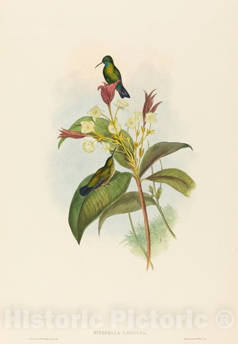 Art Print : Gould and H.C. Richter, Eucephala caerulea (Blue-chinned Sapphire) - Vintage Wall Art