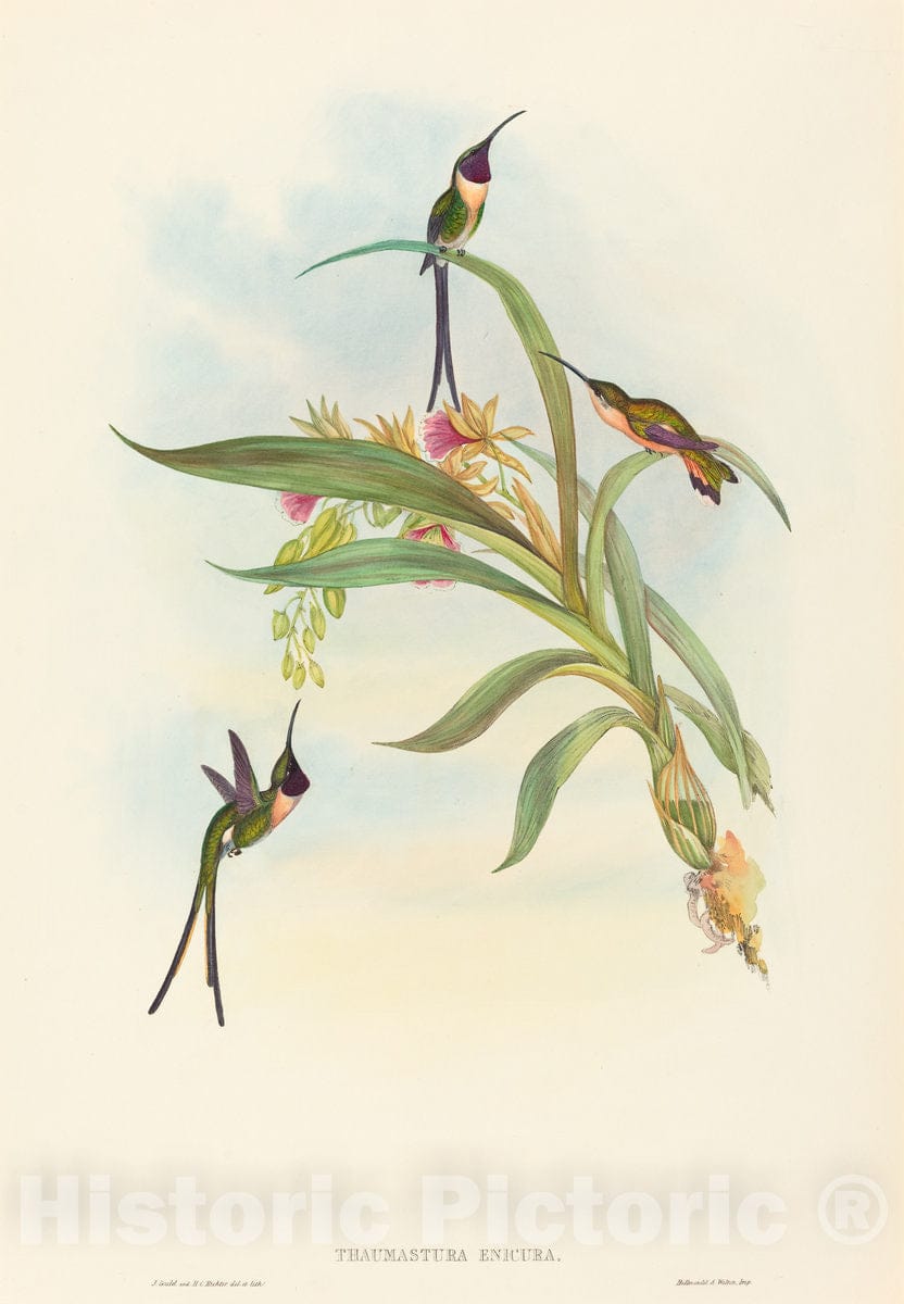 Art Print : Gould and H.C. Richter, Tharmastura enicura (Slender Shear-Tail) - Vintage Wall Art