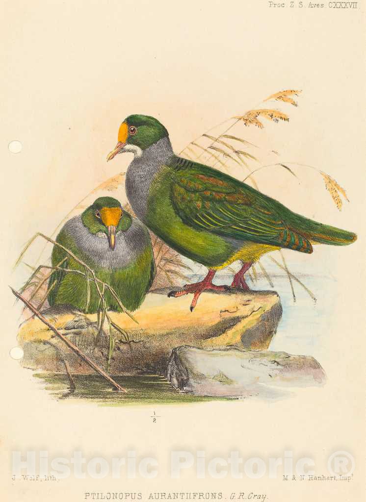 Art Print : Joseph Wolf, Two Birds (Ptilonopus Auranthfrons) - Vintage Wall Art