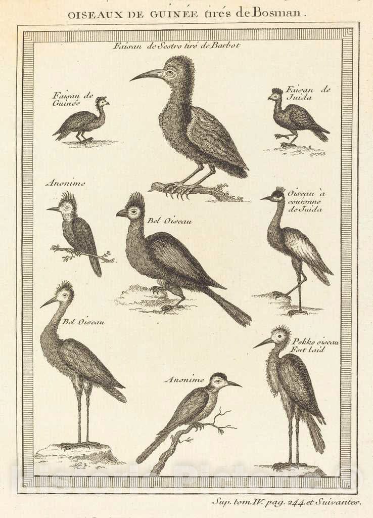 Art Print : Oiseaux de guinee Tires de bosman - Vintage Wall Art