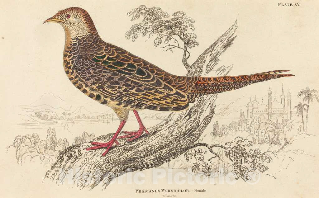 Art Print : William Home Lizars, Phasianus Versicolor - Female - Vintage Wall Art
