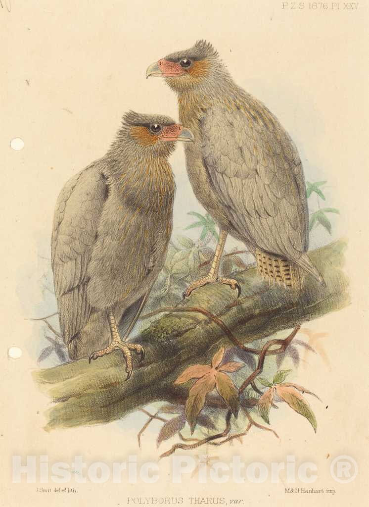 Art Print : J. Smit, Polyborus Tharus, VAR - Vintage Wall Art