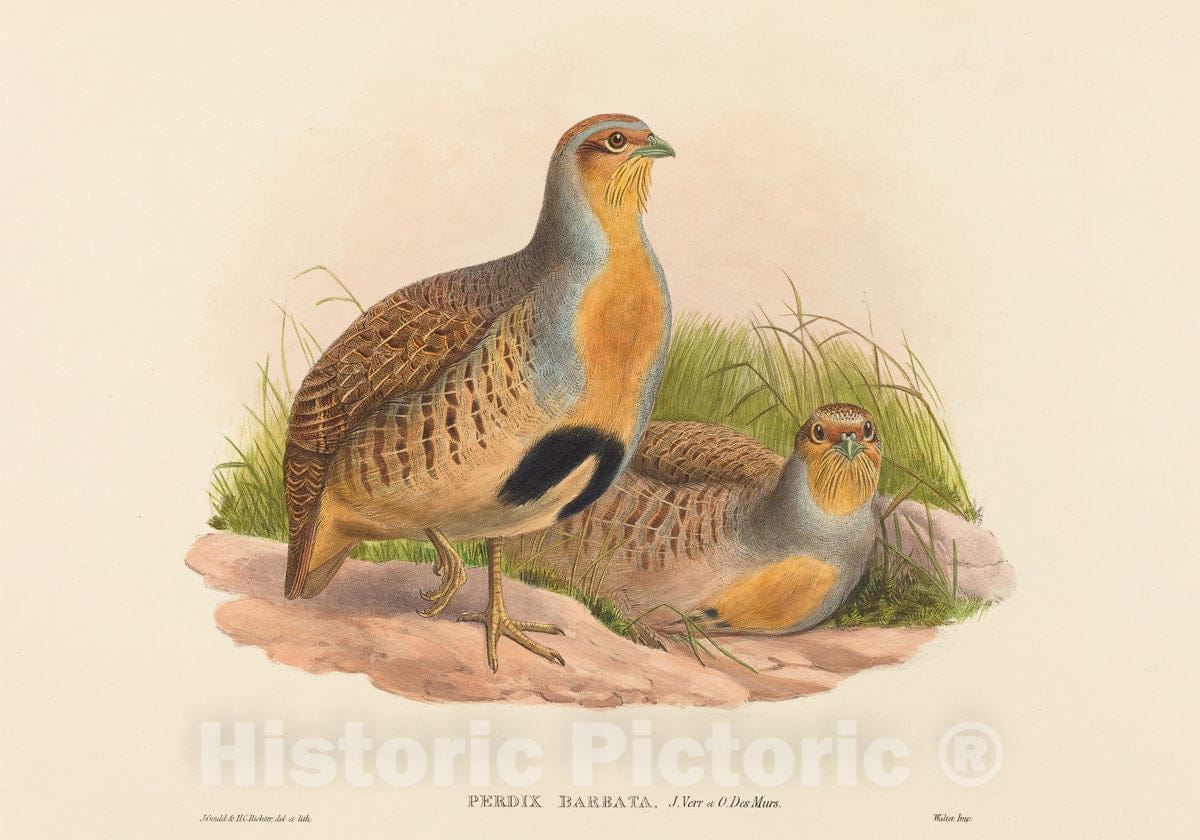 Art Print : Gould and H.C. Richter, Perdix barbata (Daurian Partridge) - Vintage Wall Art