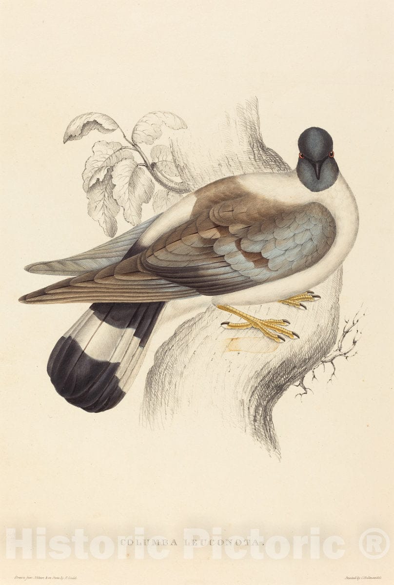 Art Print : Elizabeth Gould, Columba Leuconota (Snow Pigeon) - Vintage Wall Art