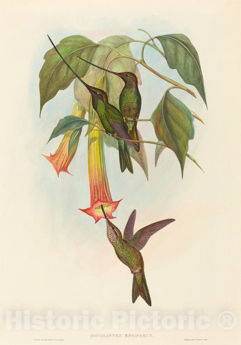 Art Print : Gould and H.C. Richter, Docimastes ensiferus (Sword-Billed Hummingbird) - Vintage Wall Art