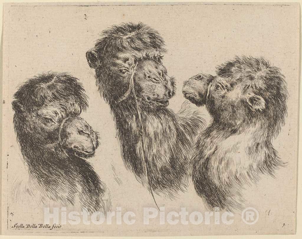 Art Print : Stefano Della Bella, Three Camel Heads, 1649 - Vintage Wall Art