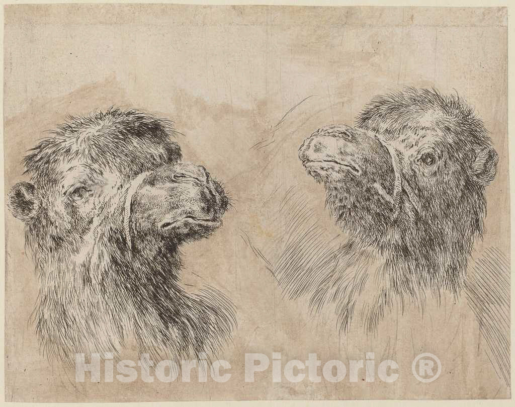 Art Print : Stefano Della Bella, Two Camel Heads [Recto], 1649 - Vintage Wall Art