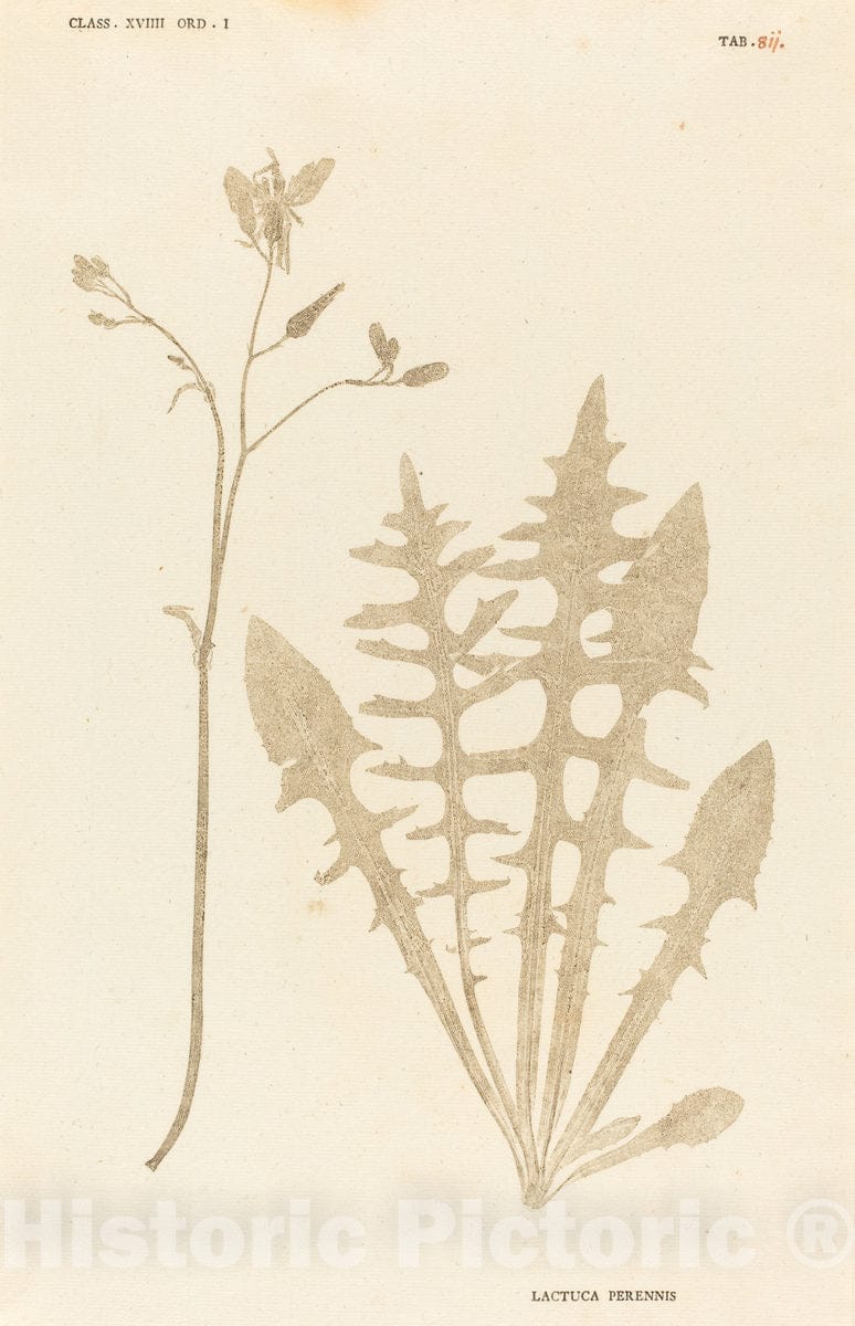 Art Print : Johann Hieronymus Kniphof, Lactuca Perennis, c.1761 - Vintage Wall Art