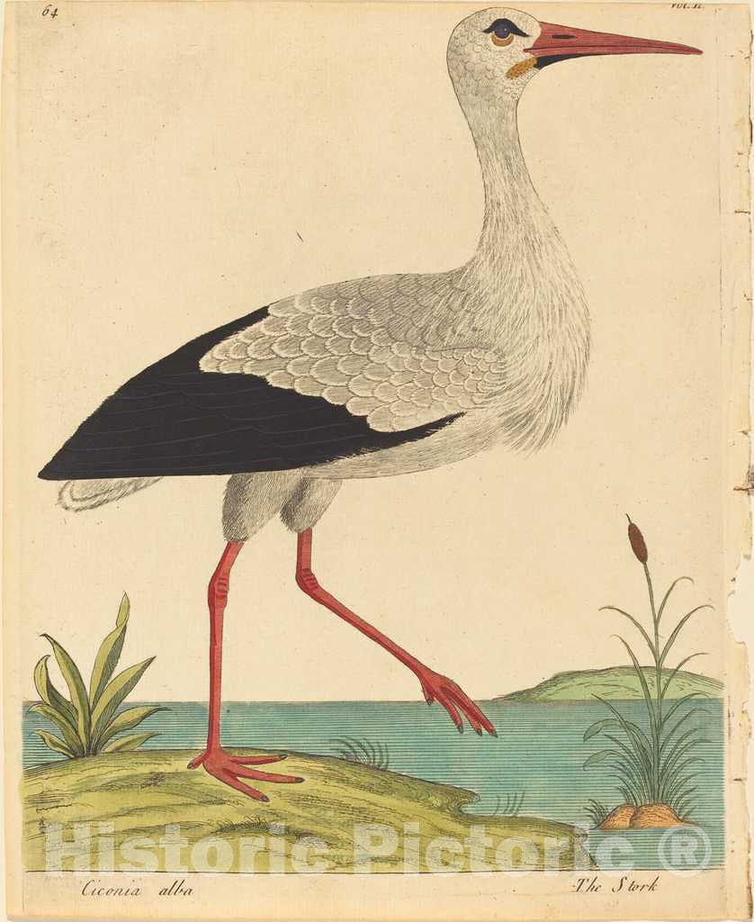 Art Print : Eleazar Albin, The Stork (Ciconia Alba), c.1735 - Vintage Wall Art