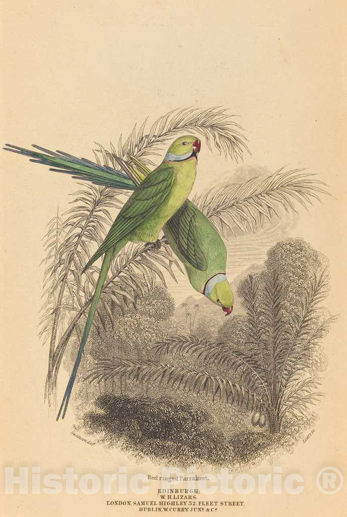 Art Print : Lizars After Swainson, Red Ringed Parrakeet - Vintage Wall Art