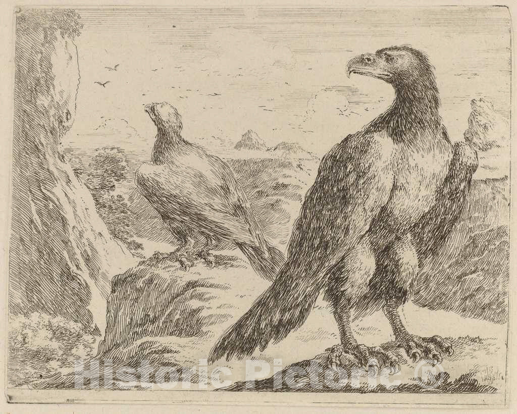 Art Print : Stefano Della Bella, Two Eagles, Both with Heads Turned to The Left - Vintage Wall Art