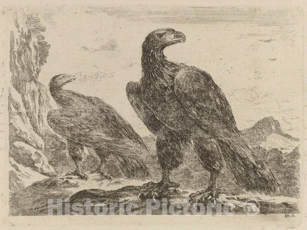 Art Print : Stefano Della Bella, Two Eagles, Both with Heads Turned to The Right - Vintage Wall Art