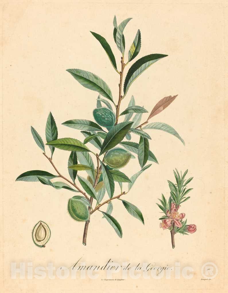Art Print : A. Poiteau, Amandier de la Georgie - Vintage Wall Art