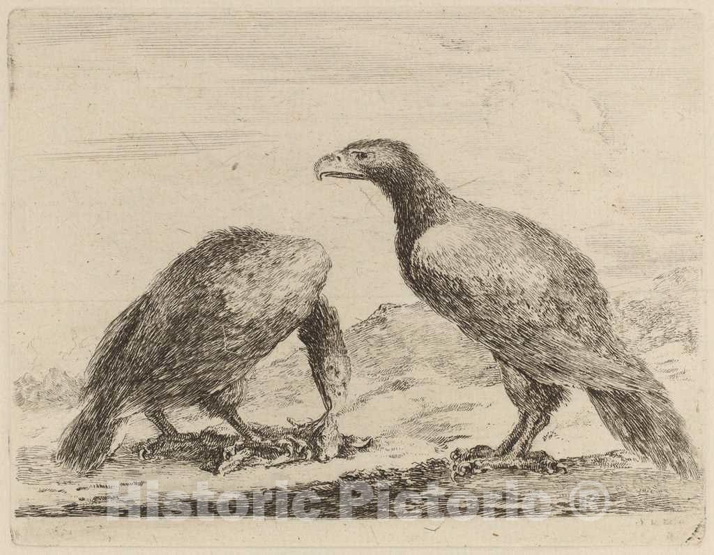 Art Print : Stefano Della Bella, Two Eagles, One Eating a Small Lamb - Vintage Wall Art