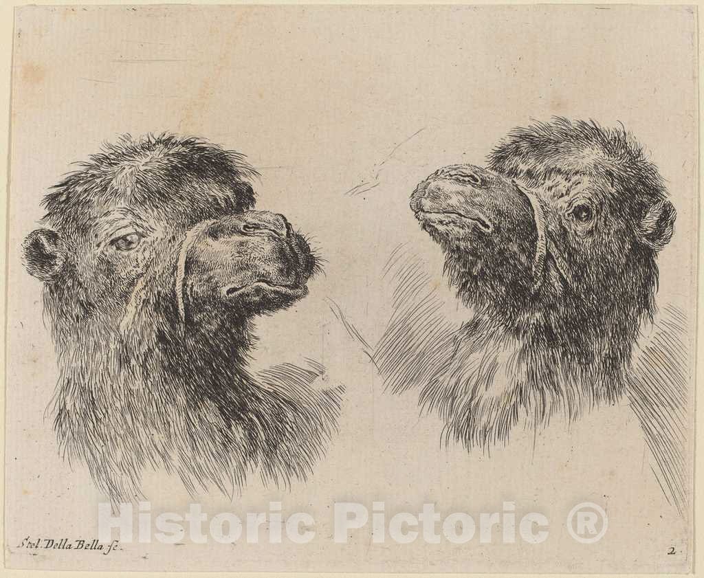 Art Print : Stefano Della Bella, Two Camel Heads, 1649 - Vintage Wall Art