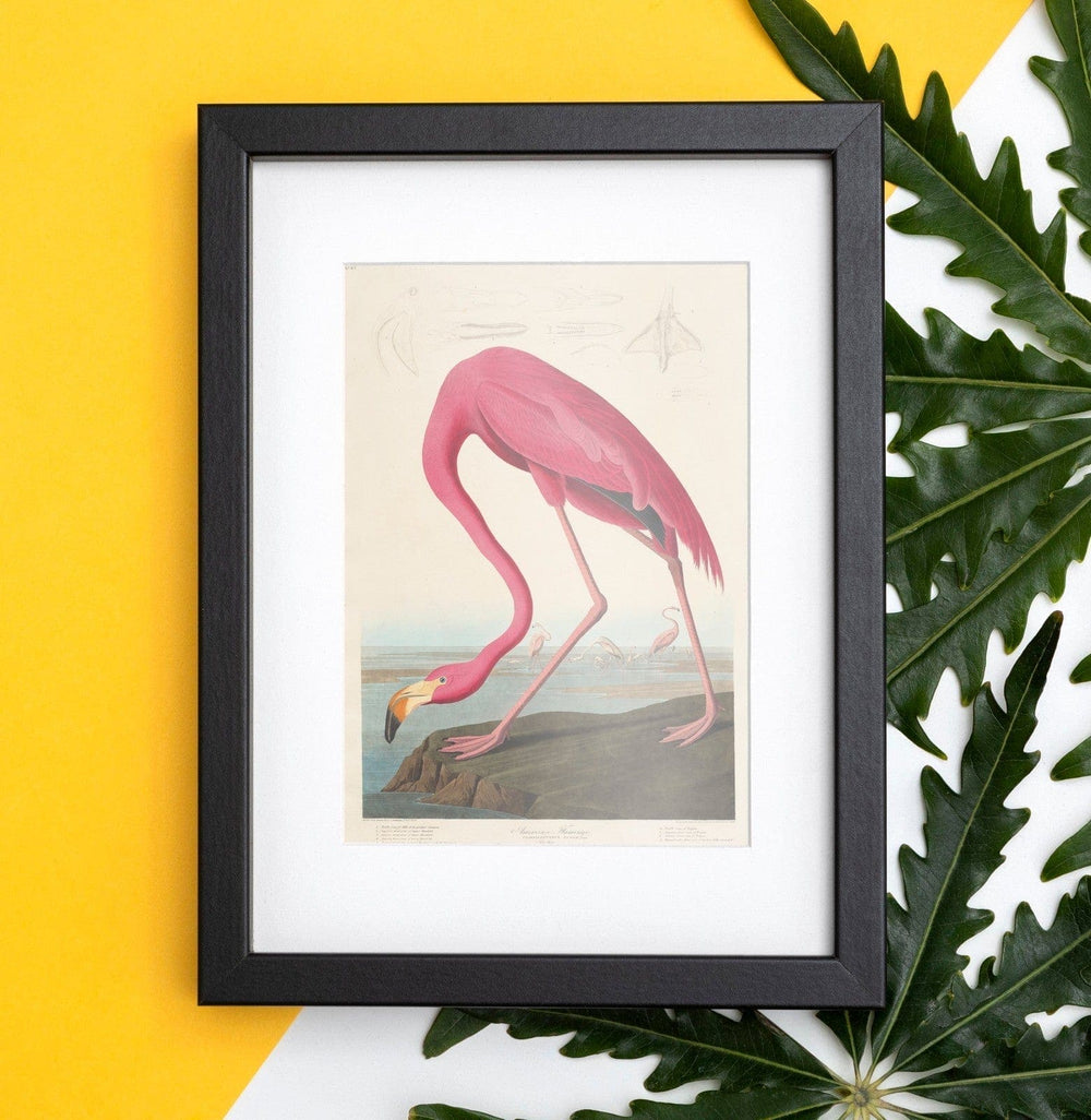 Audubon, Birds  of America, American Flamingo, 1848 : Art Print