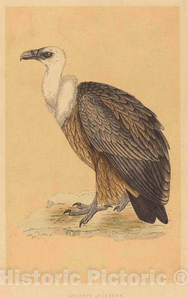 Art Print : Griffon Vulture - Vintage Wall Art