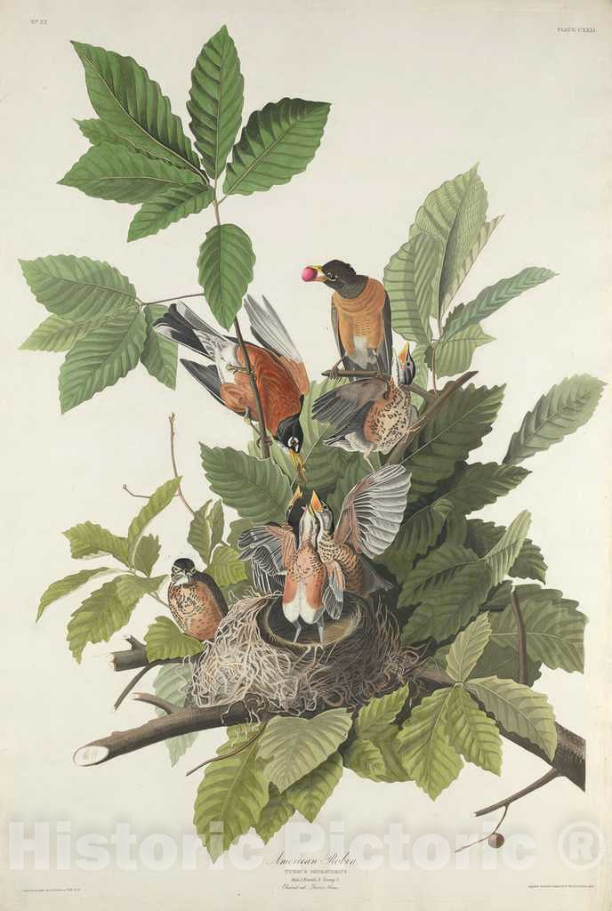 Art Print : Havell After Audubon, American Robin, 1832 - Vintage Wall Art