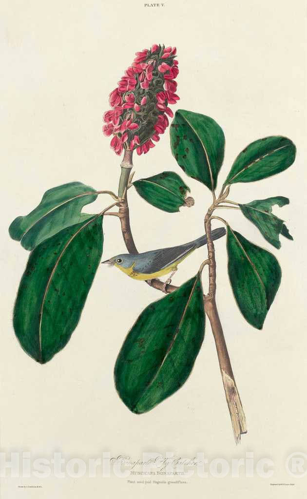 Art Print : Lizars After Audubon, Bonaparte Fly Catcher, 1827 - Vintage Wall Art