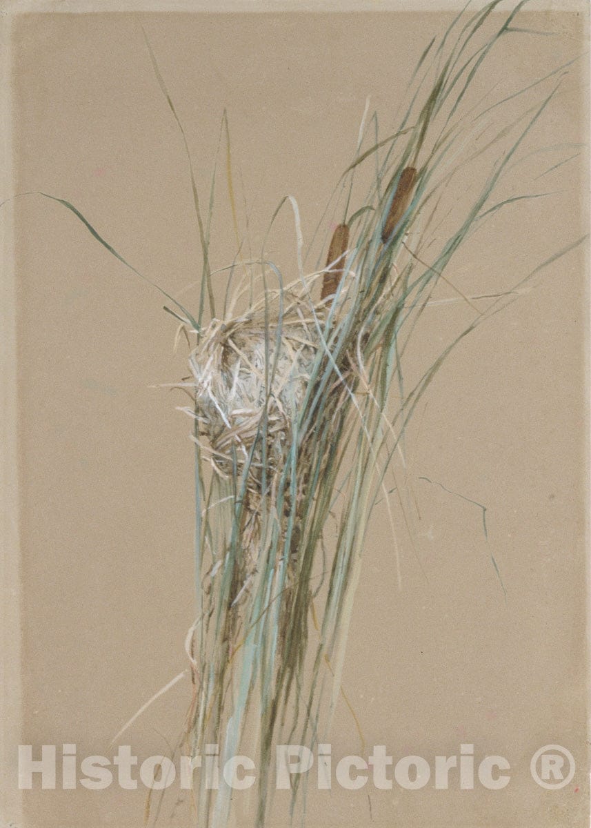 Art Print : Fidelia Bridges - Bird's Nest in Cattails : Vintage Wall Art