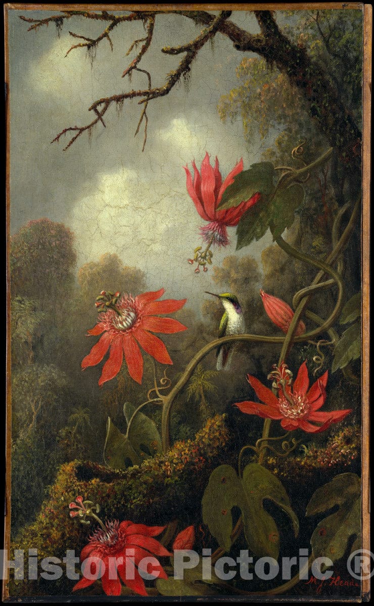 Art Print : Martin Johnson Heade - Hummingbird and Passionflowers : Vintage Wall Art