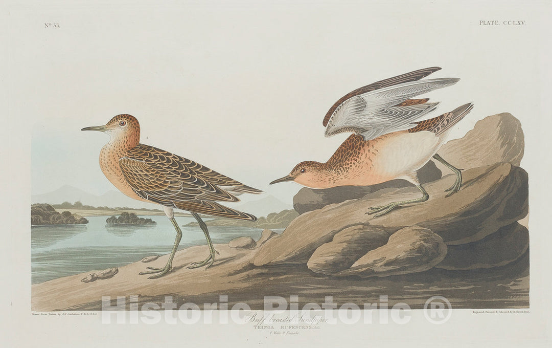 Art Print : Havell After Audubon, Buff-Breasted Sandpiper, 1835 - Vintage Wall Art