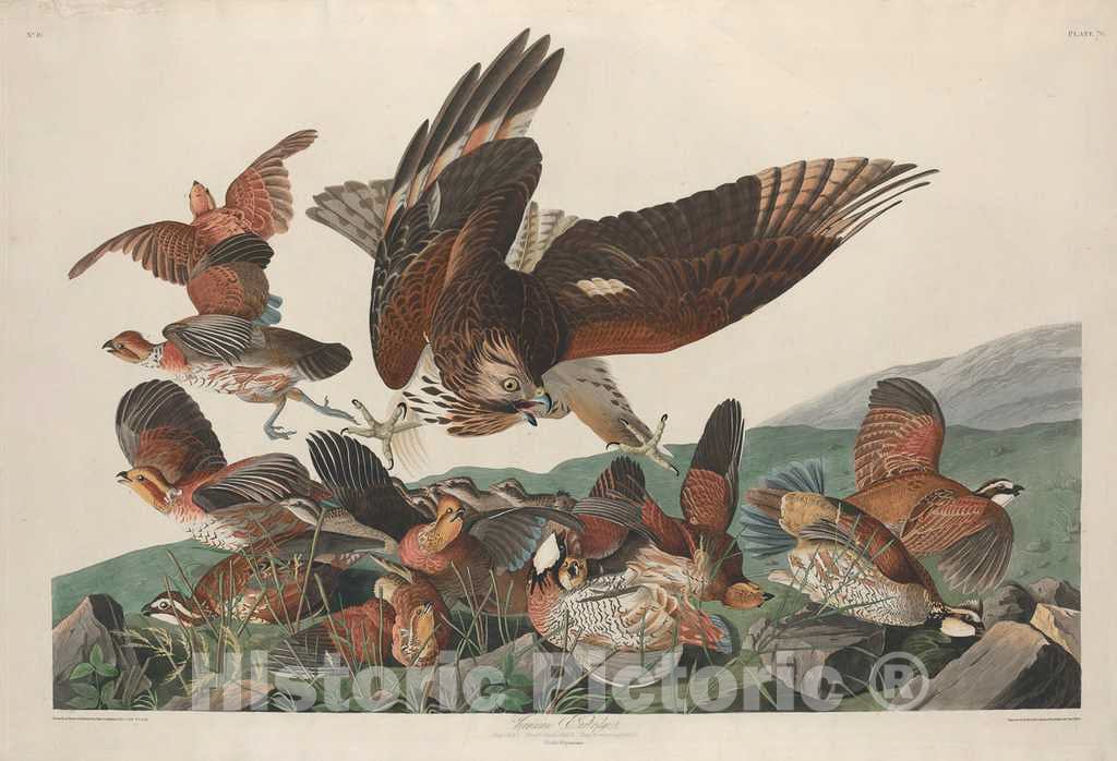 Art Print : Havell After Audubon, Virginian Partridge, 1830 - Vintage Wall Art