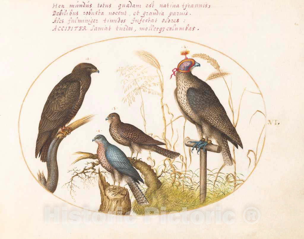 Art Print : Joris Hoefnagel, Animalia Volatilia et Amphibia (Aier): Plate VI, c.1578 - Vintage Wall Art