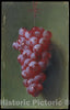 Art Print : Carducius Plantagenet Ream - Still Life with Grapes : Vintage Wall Art