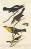 Art Print : Havell After Audubon, Nuttall's Starling, Yellow-Headed Troopial and Bullock's Oriole, 1837 - Vintage Wall Art