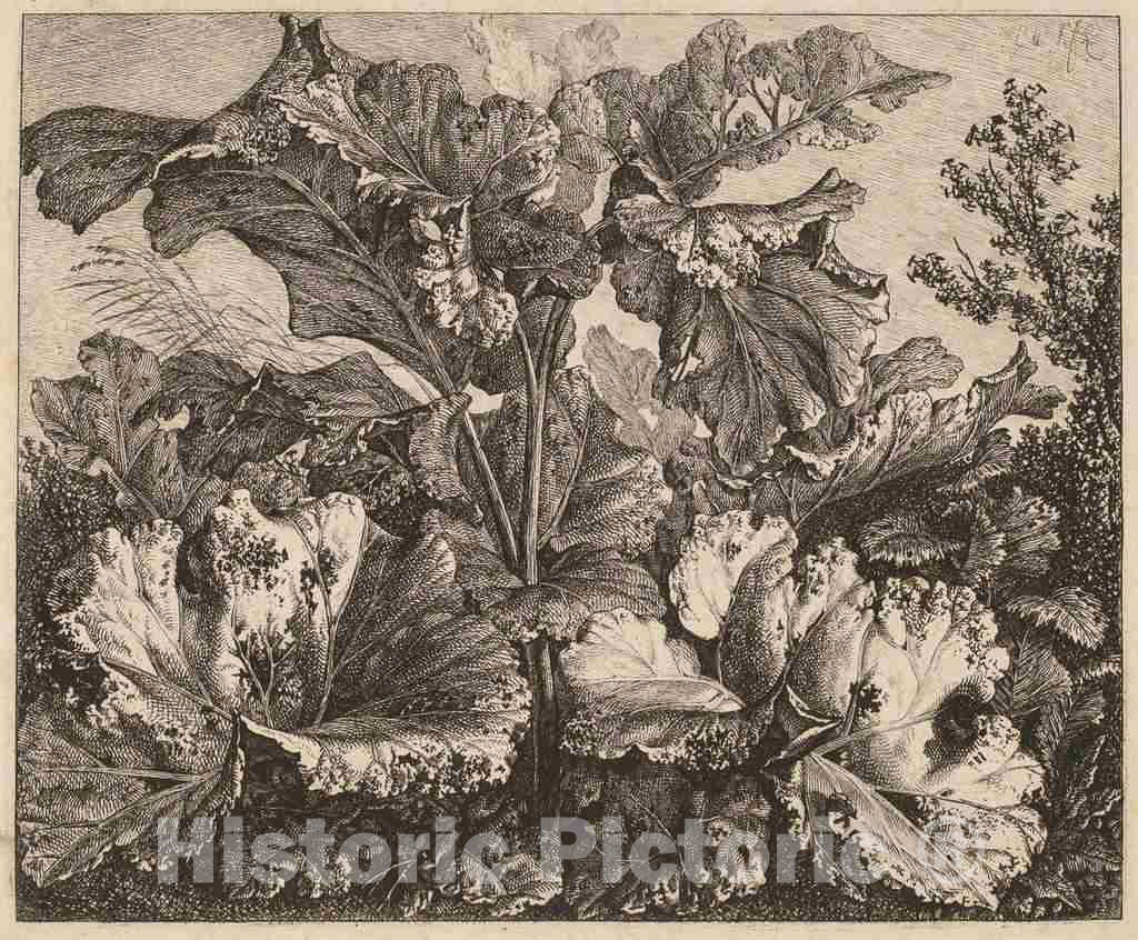 Art Print : Carl Wilhelm Kolbe, Small Plant Study: a Burdock, Delicate Tufts of Grass at Left, c.1827 - Vintage Wall Art