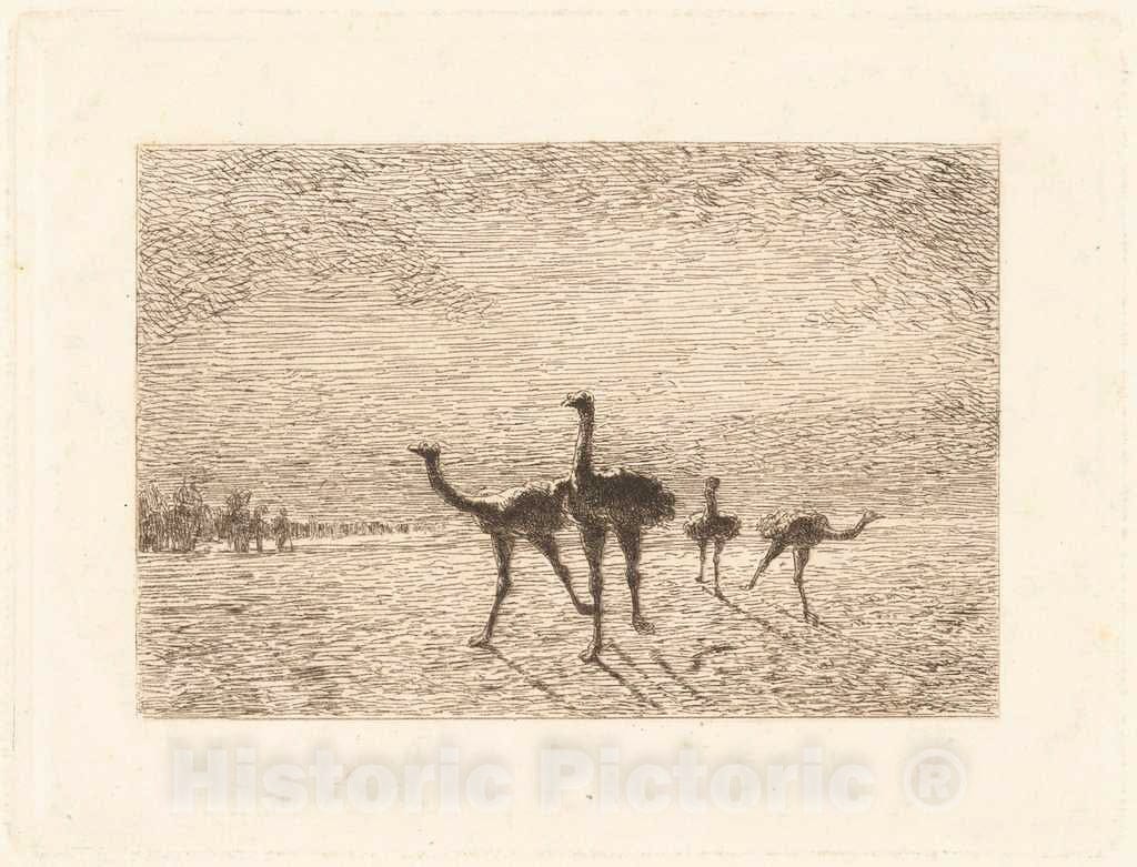 Art Print : FranÃ§ois-Nicolas Auguste Feyen-Perrin, Ostriches in The Desert, 1872 - Vintage Wall Art