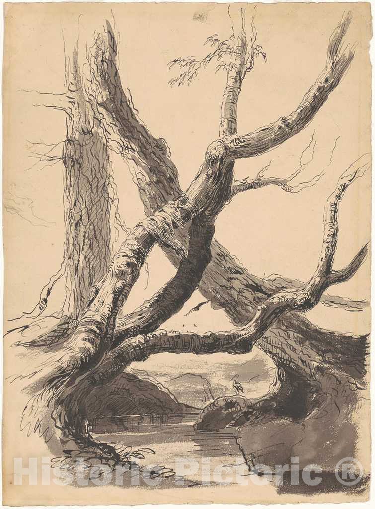 Art Print : Thomas Cole, Tree Trunks, 1825-1840 - Vintage Wall Art