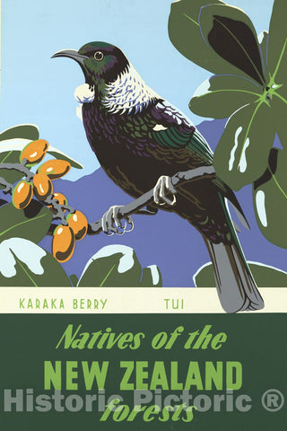 Vintage Poster -  Natives of The New Zealand Forests Karaka Berry ; tui., Historic Wall Art