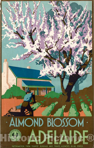 Vintage Poster -  Almond Blossom -  Adelaide Information from Tourist Bureaux and Travel Agencies in All States -  C. Wall, Government Photolithographer., Historic Wall Art