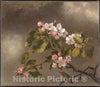 Art Print : Martin Johnson Heade - Hummingbird and Apple Blossoms : Vintage Wall Art