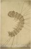 Art Print : Alois Auer - Microscopic View of an Insect : Vintage Wall Art