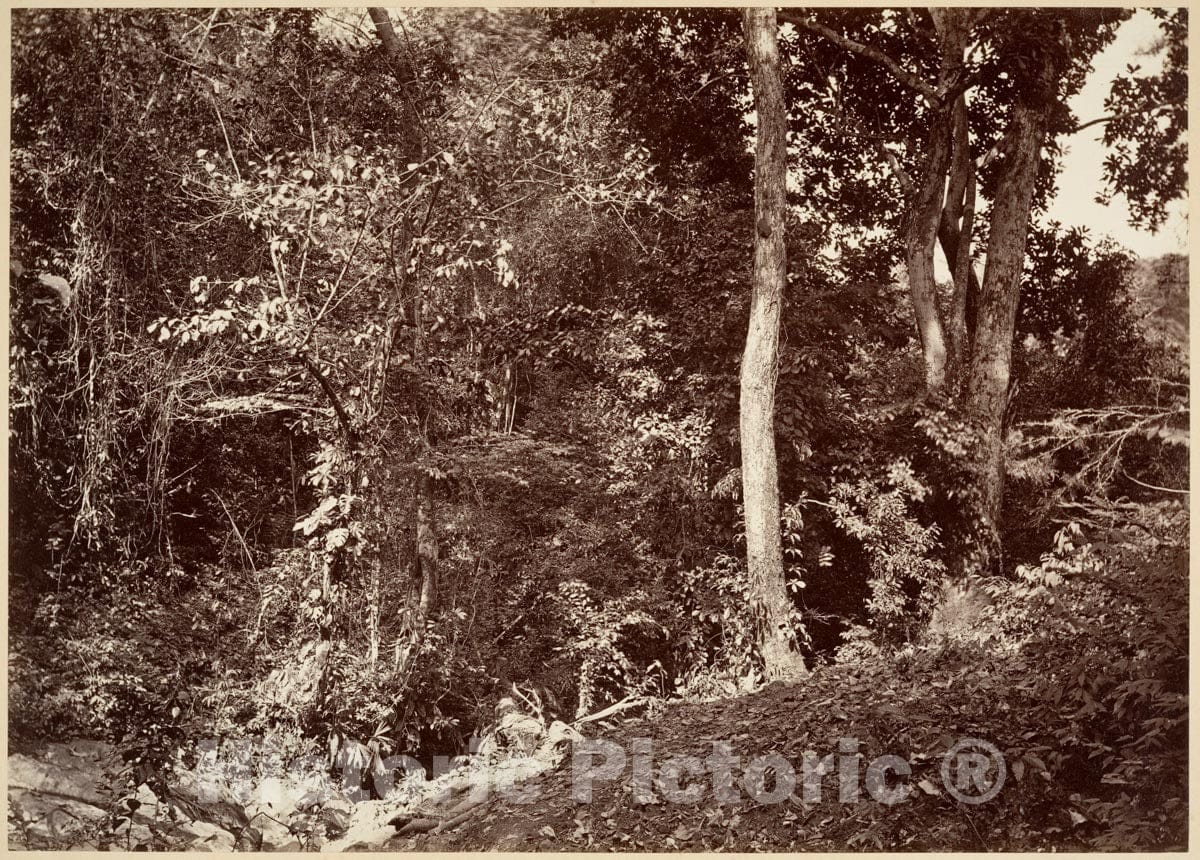 Photo Print : John Moran - Tropical Scenery, View Near Chipigana : Vintage Wall Art