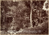 Photo Print : John Moran - Tropical Scenery, View Near Chipigana : Vintage Wall Art