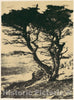 Photo Print : Henry Ravell - Cypress at Pebble Beach, California : Vintage Wall Art