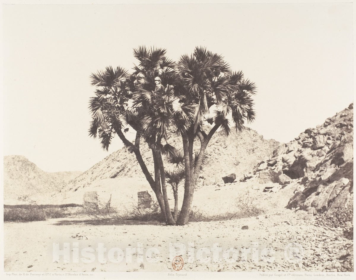 Photo Print : Félix Teynard - Environs de Fîleh, Palmier Doum sur la Rive Orientale du Nil : Vintage Wall Art