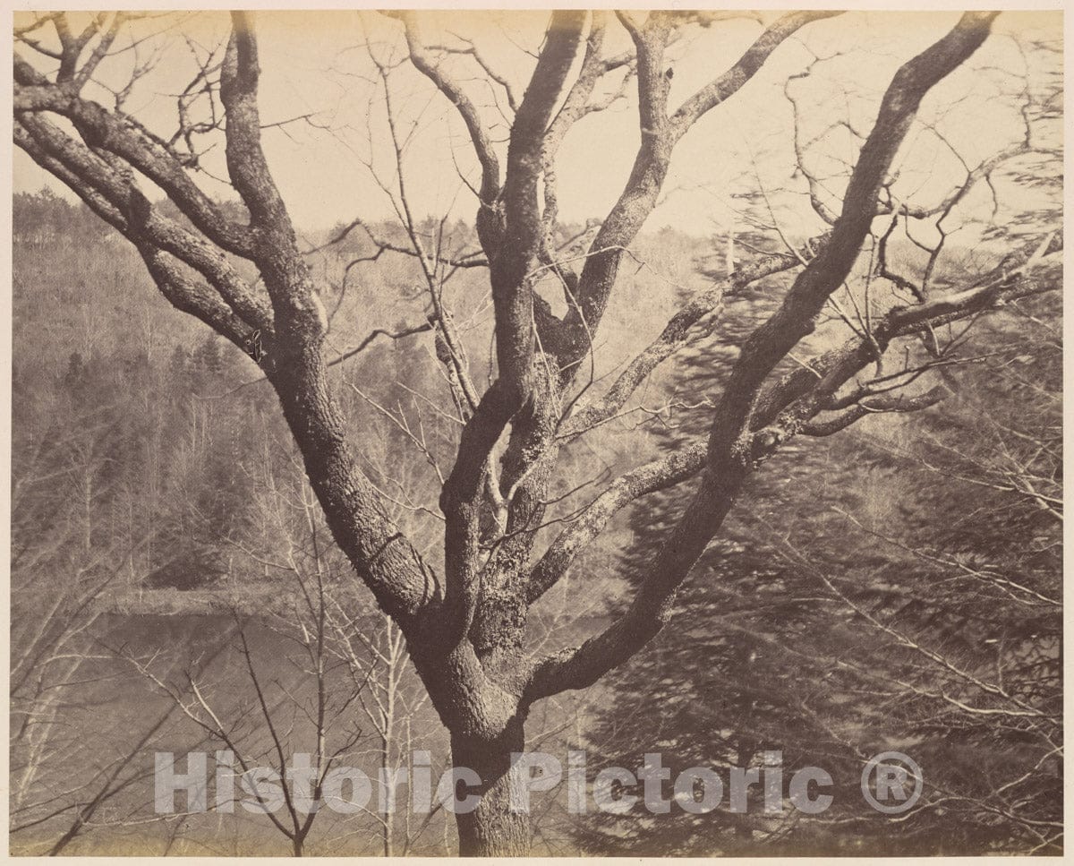 Photo Print : Horatio Ross - Tree : Vintage Wall Art