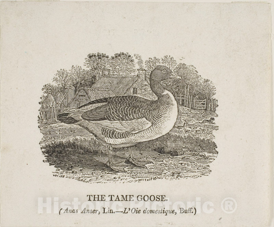 Art Print : Tame Goose, Thomas Bewick, c 1773, Vintage Wall Decor :