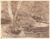 Photo Print : John Dillwyn Llewelyn - Tree and Brush in Creek Scene : Vintage Wall Art