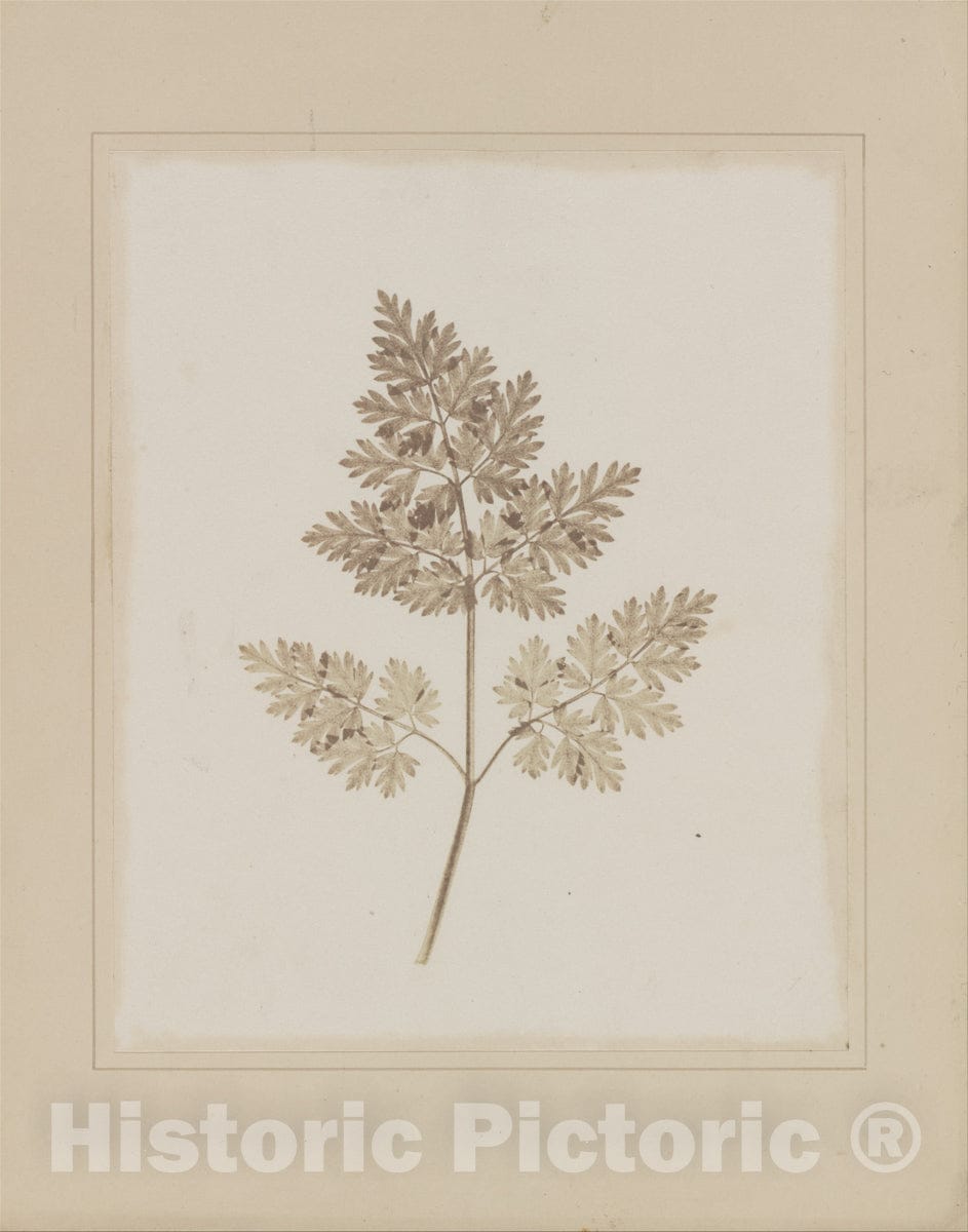 Art Print : William Henry Fox Talbot - Leaf of a Plant : Vintage Wall Art