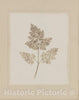 Art Print : William Henry Fox Talbot - Leaf of a Plant : Vintage Wall Art
