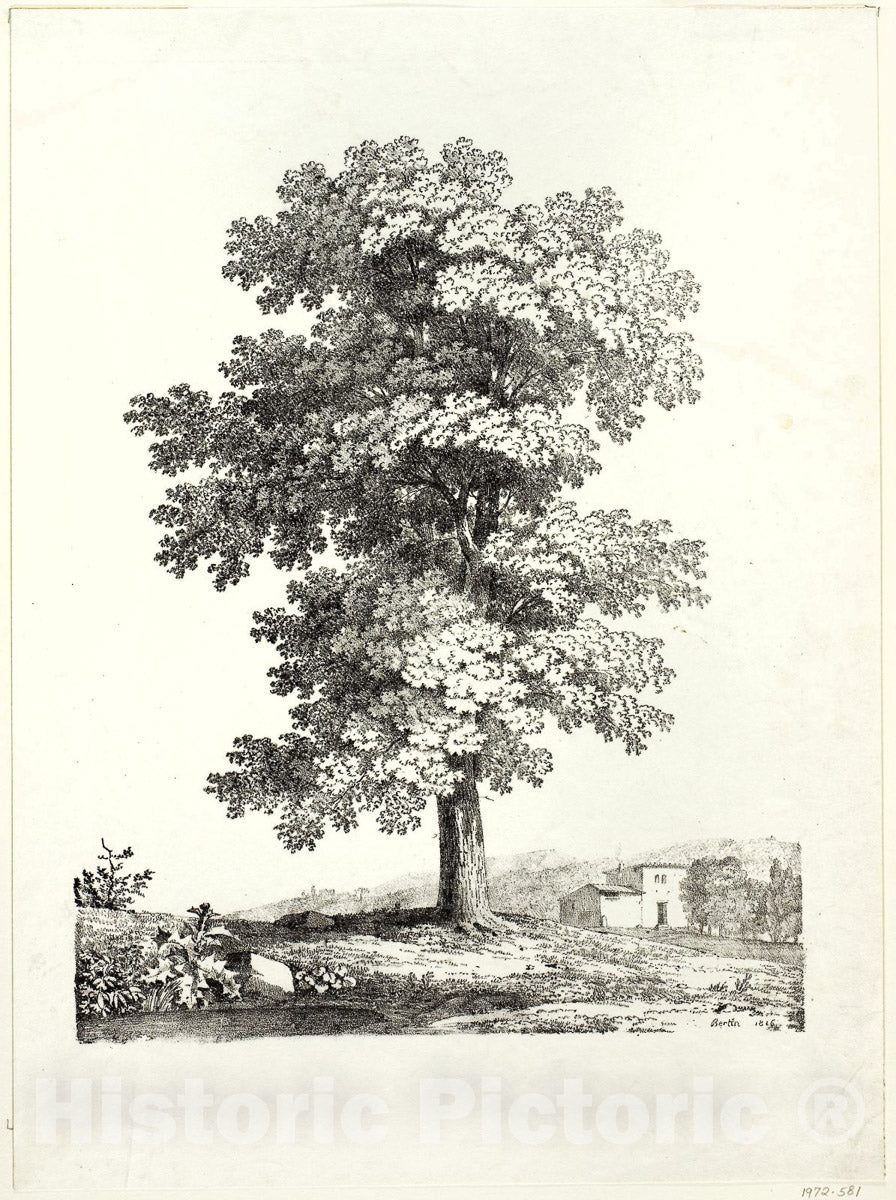 Art Print : Study of a Tree, Jean Victor Bertin, c 1819, Vintage Wall Decor :