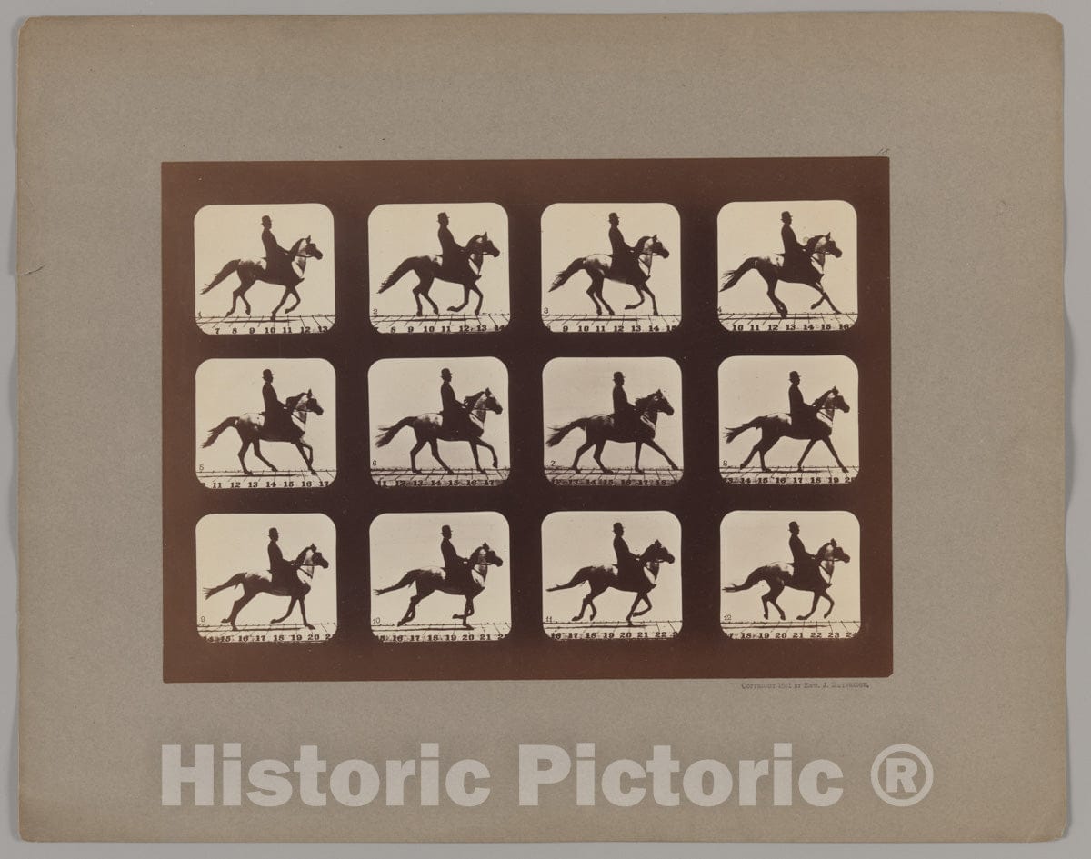 Photo Print : Eadweard Muybridge - Attitudes of Animals in Motion : Vintage Wall Art
