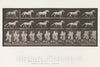 Art Print : Eadweard Muybridge  - Animal Locomotion.  Consecutive Phases of Animal Movements.  Volume IX, Horses : Vintage Wall Art
