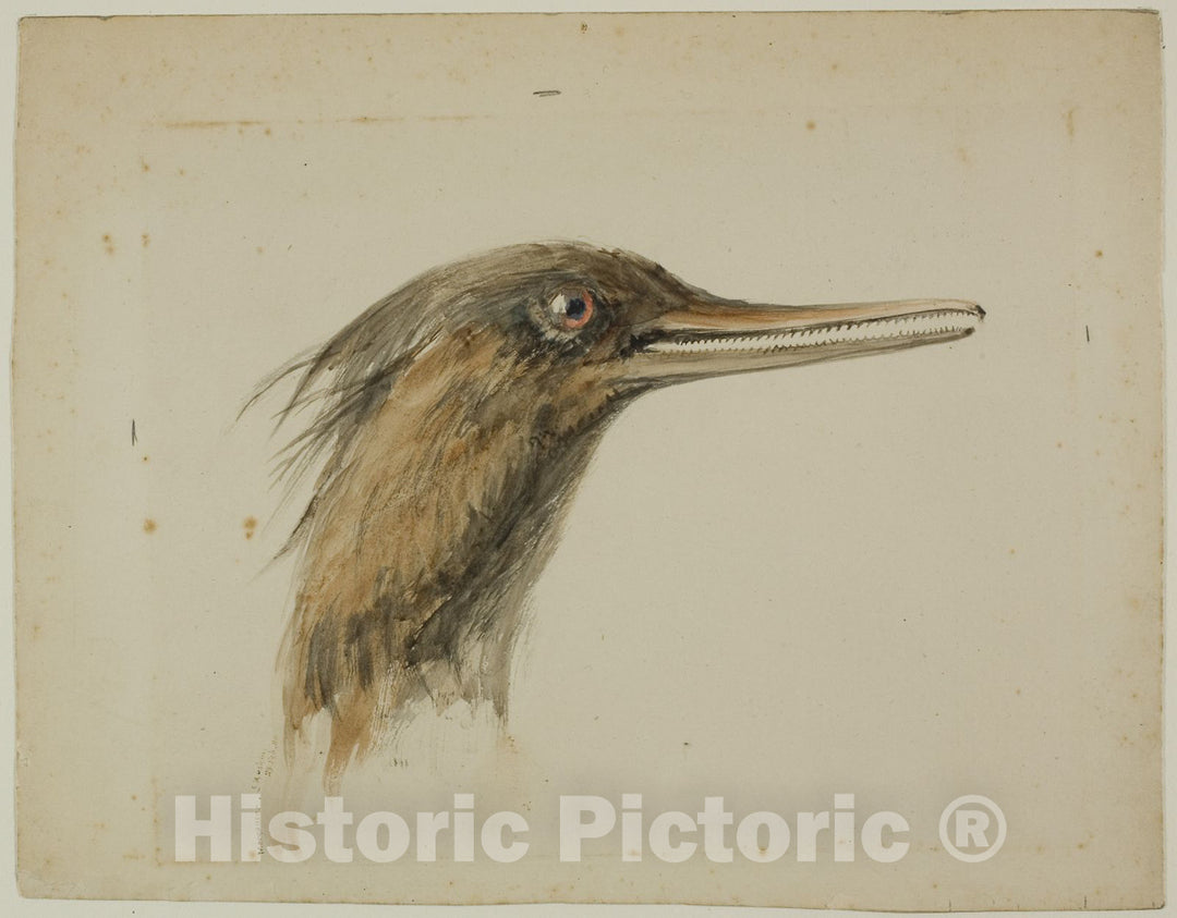 Art Print : Merganser, John Ruskin, c 1878, Vintage Wall Decor :